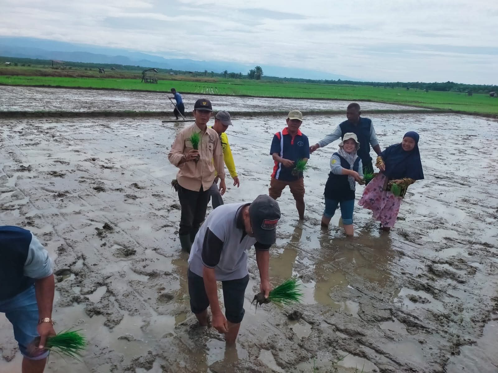 Gerakan Tanam Padi Serentak di Nagari Tluk Kualo Inderapura Kecamatan Airpura