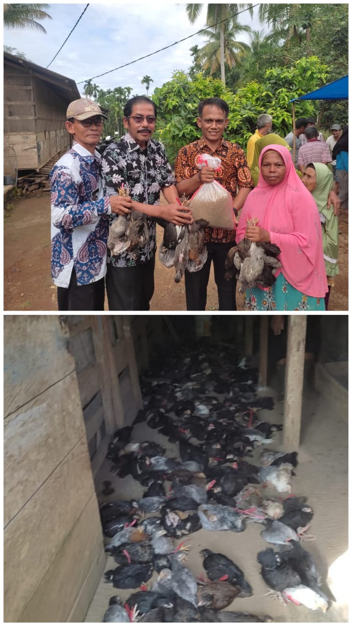 Pendistribusian Ayam Kampung Kepada Masyarakat Keluarga Penerima Manfaat  Nagari Inderapura Utara