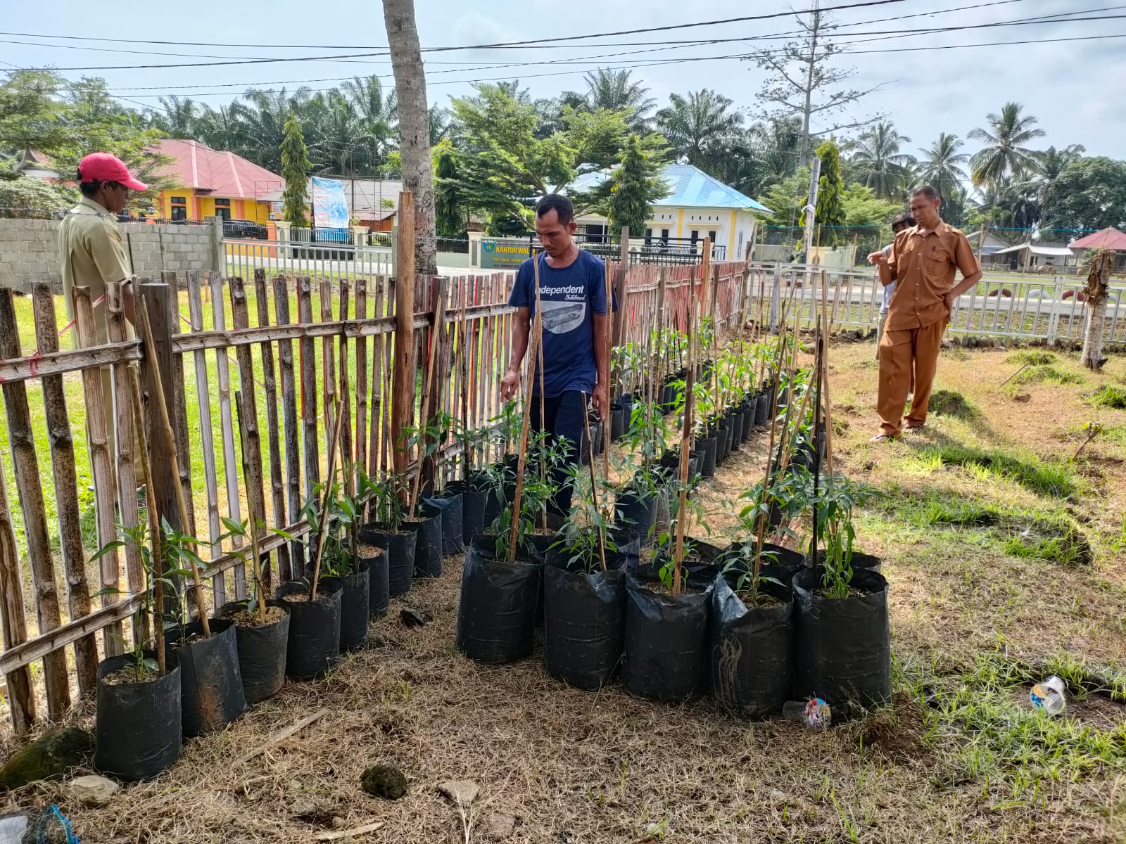Penanaman Budidaya Hortikultura Berupa Tanaman Cabe Guna Untuk Mengurangi Inflasi