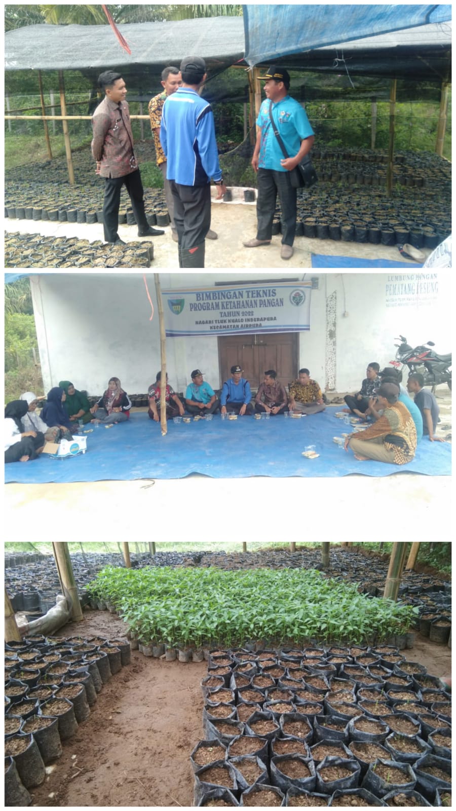 Peninjauan Ketahanan Pangan dan Bimbingan Teknis Ketahanan Pangan Nagari Tluk Kualo Inderapura