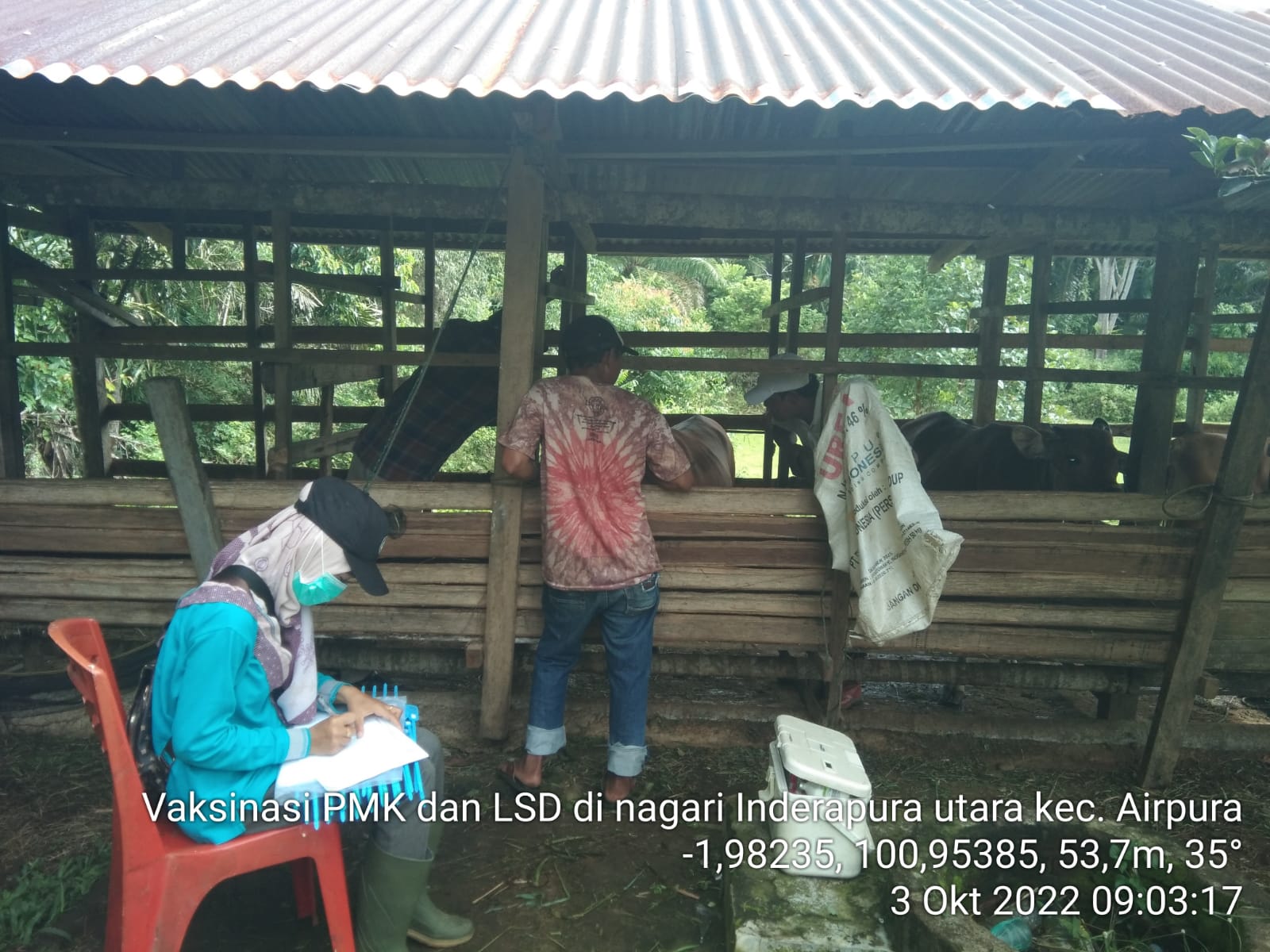 Pelaksanaan Vaksin PMK di Nagari Inderapura Utara