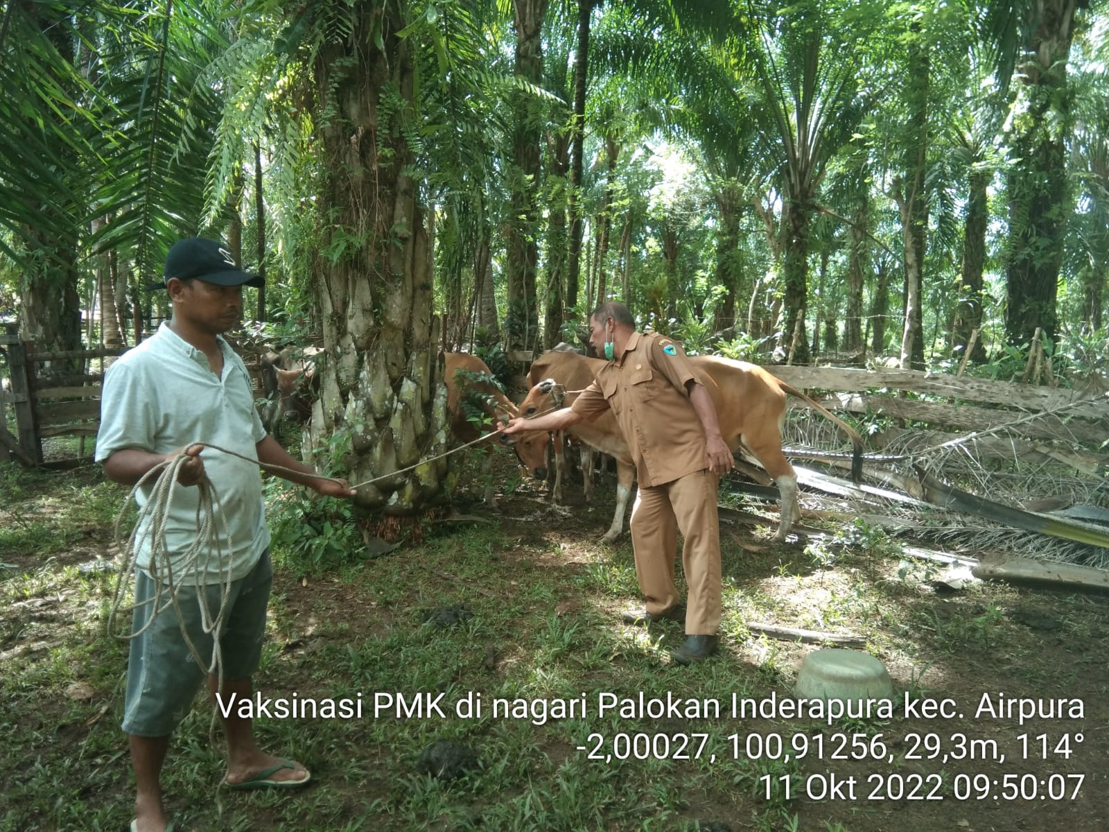 Pemberian Vaksin PMK Kepada Ternak yang ada di Nagari Palokan Inderapura
