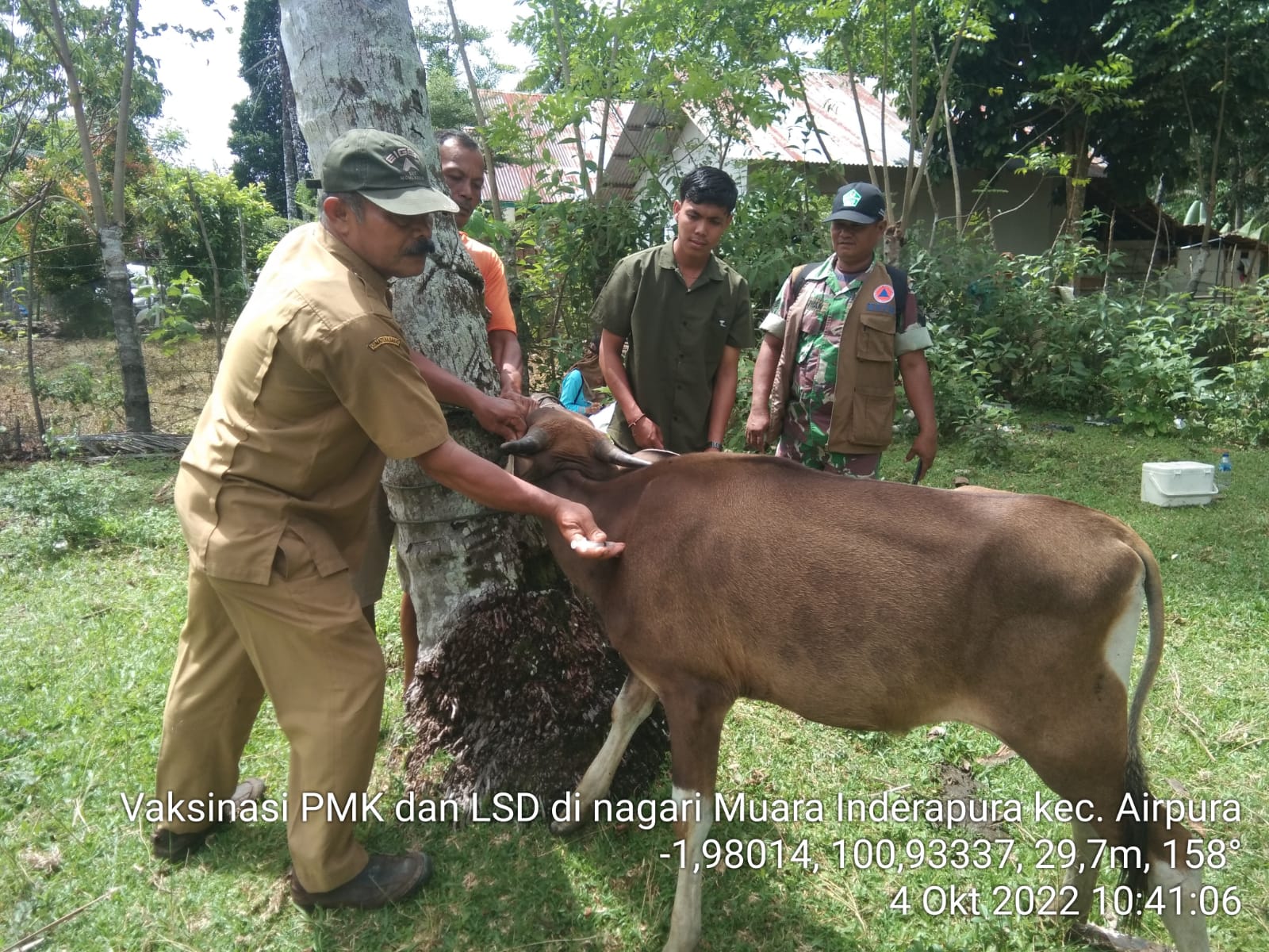 Pemberian Vaksin PMK Kepada Ternak Yang Ada Di Nagari Muara Inderapura 